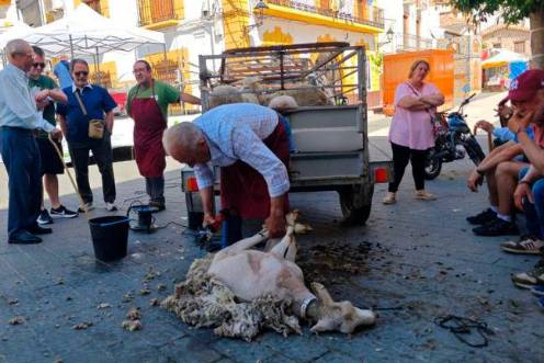 <i>Exhibición de esquilo de ovejas, en la Feria de la Trashumancia. / Diario JAÉN. </i>