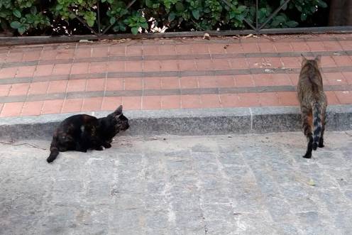 <i>Gatos de una colonia felina de Jaén capital. / Europa Press. </i>