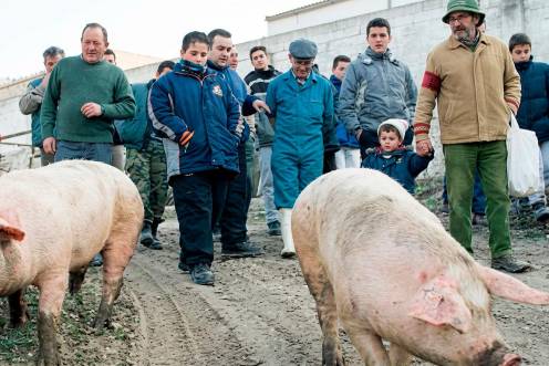 <i>Campillo de Arenas recupera la matanza tradicional. / Archivo Histórico de Diario JAÉN.</i>