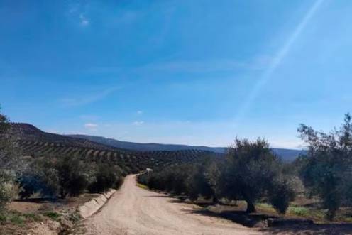 <i>Paisaje de olivar. / Europa Press. </i>