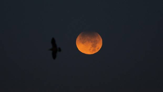 <i>El cielo donde se observa un eclipse lunar parcial. / Europa Press. </i>