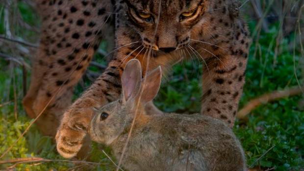<i>Un lince trata de cazar a un conejo en un paraje natural de la provincia jiennense. / Ángel Hidalgo / Diario JAÉN</i>