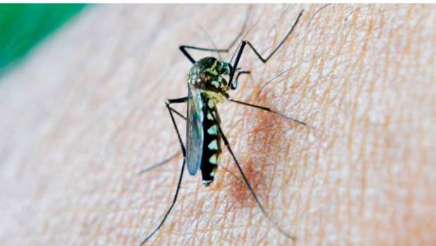 <i>Mosquito portador del Virus del Nilo Occidental (VNO). / </i>