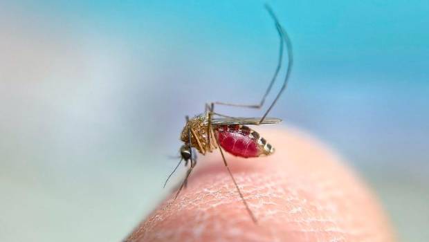 <i>Anecpla pide no acumular agua estancada para prevenir la picadura del mosquito transmisor del Virus del Nilo Occidental. / Anecpla. </i>