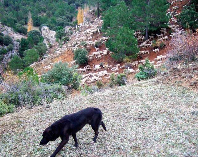 <i>Espectacular descenso del hato hacia La Ballestera; Moro vigilante como siempre.</i>