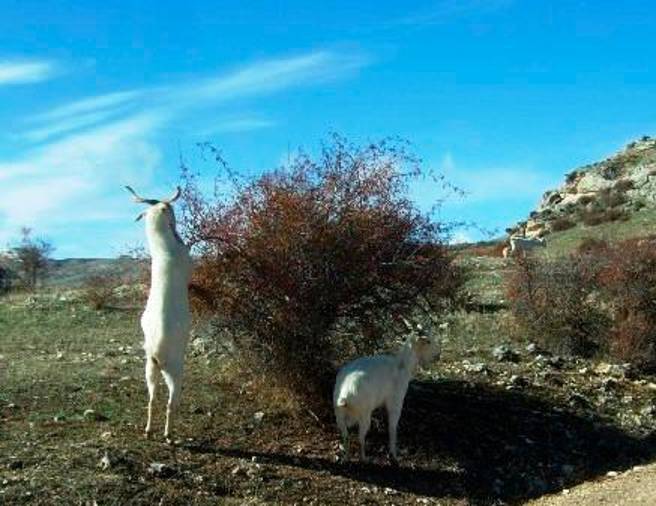 <i>Machos cabríos comiendo a su paso de un arbusto cerca de Don Domingo.</i>