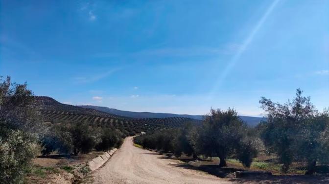 <i>Paisaje de olivar. / Europa Press. </i>