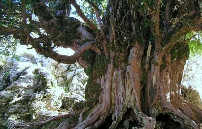 El sendero de los tejos