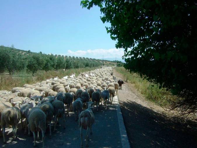 <i>El hato camina abigarrado sobre la calzada.</i>