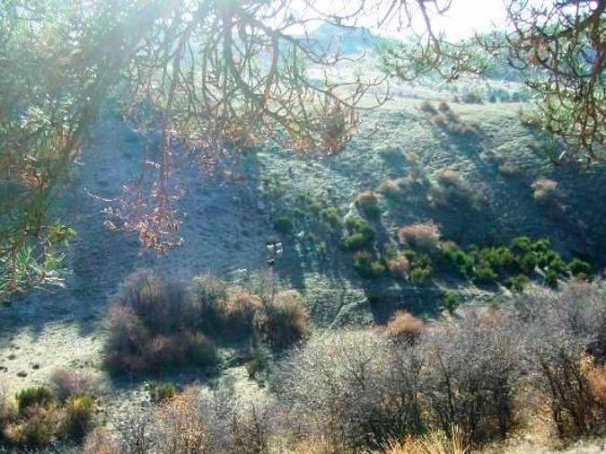 <i>En la ladera del monte se puede ver un pequeño hato de ovejas que se quedó rezagadas en la bajada de la Loma de la Paja. Se aprecia cómo va también un animal negro y un cencerro. </i>