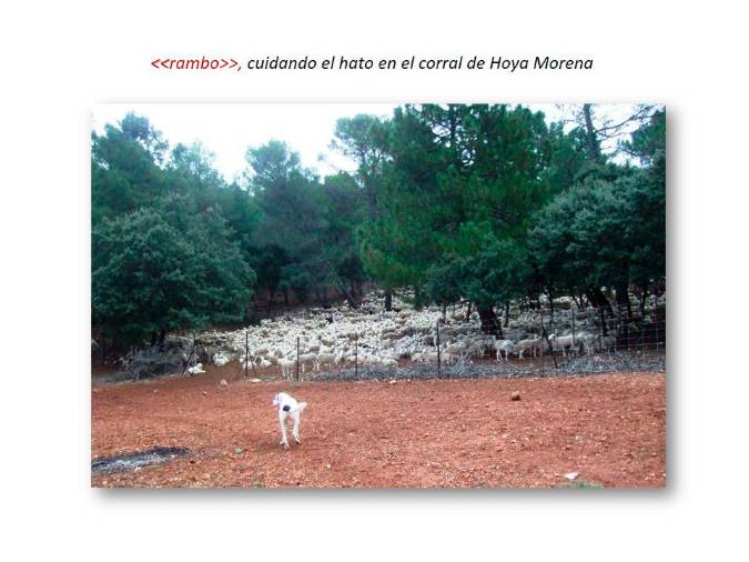 <i>Corral de Hoya Morena, el mastín atento al ganado.</i>