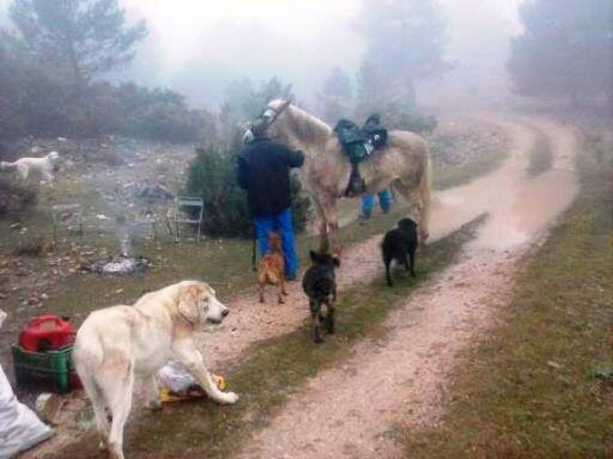 <i>Se inicia la jornada en las cumbres de Beas, mañana fría, lluviosa y con mucha niebla, Rambo, Lince, Moro y Laixa, se preparan para la jornada.</i>