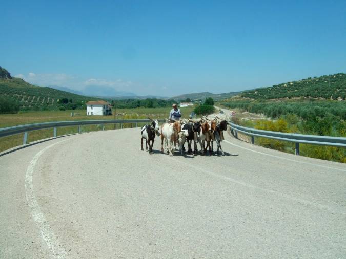 <i>Junto a ellos Daniel y Moro (curiosamente también los acompañan dos ovejas).</i>