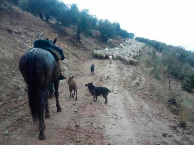 <i>Moro, Lince y Laixa descendiendo desde La Lancha en los “Cordeles de La Natao”.</i>