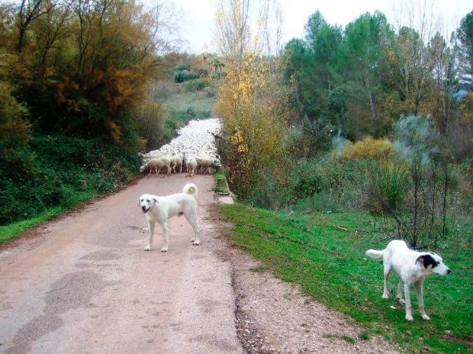 <i>Paso del ganado por el puente sobre el río Hornos. Los mastines delante del hato y como siempre Rambo cerrándolo.</i>