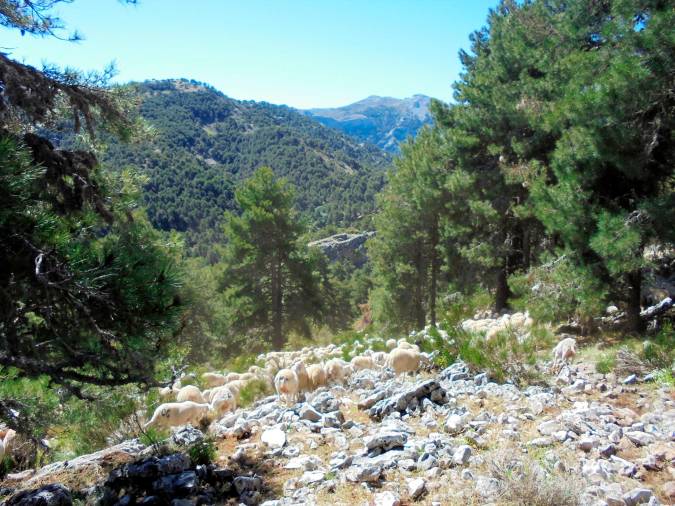 <i>Paraje de la traza del camino desde puente Guarnillos a los Campos.</i>