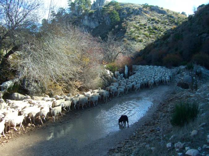 <i>Moro en el cauce de la rambla de los Campos.</i>