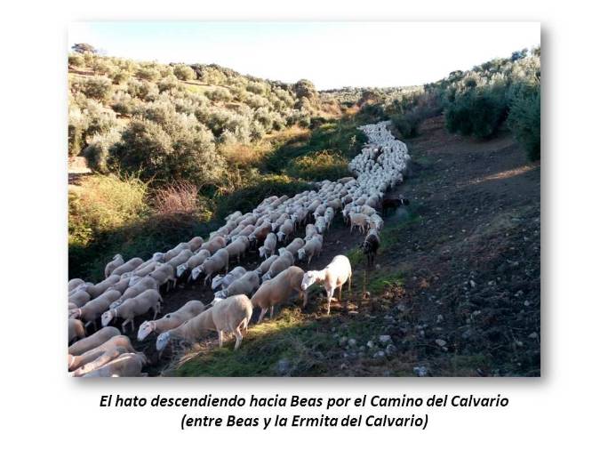 <i>El hato descendiendo por el Camino del Calvario.</i>