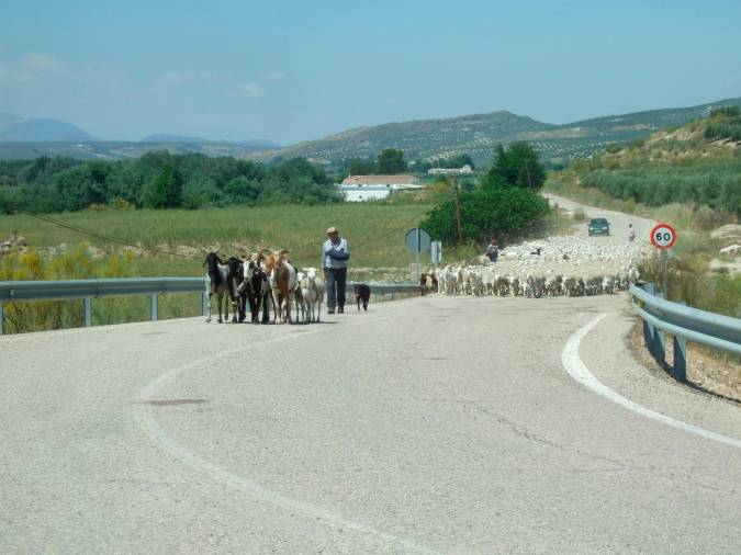 <i>Los mansos abriendo el cortejo. Junto a ellos Daniel y Moro, detrás el rebaño.</i>