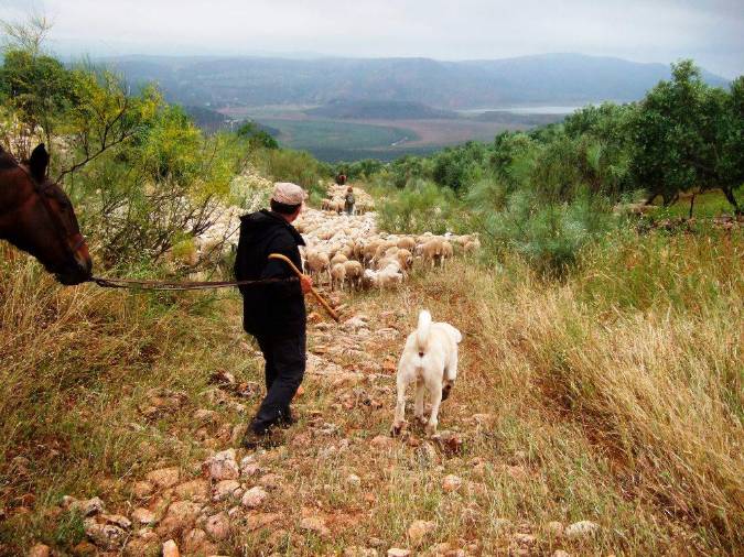 <i>Daniel y “Pirata” cierran el hato. Observar el empedrado de la calzada del camino. Al fondo el embalse del Giribaile. </i>