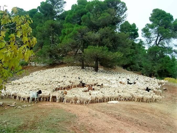 <i>Vista del hato de los 2.300 animales en un descansadero cerca de Cañada Morales. Se pueden apreciar los negros y los cencerros.</i>