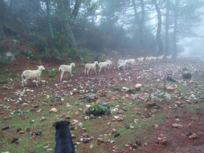 <i>Moro, pendiente de las ovejas en los Cordeles de La Natao.</i>