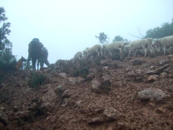 <i>El hato caminando por los Cordeles de la Natao, bajo una intensa lluvia.</i>