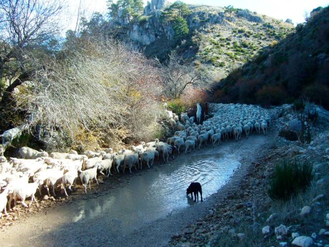 <i>Cauce de la rambla de los Campos.</i>