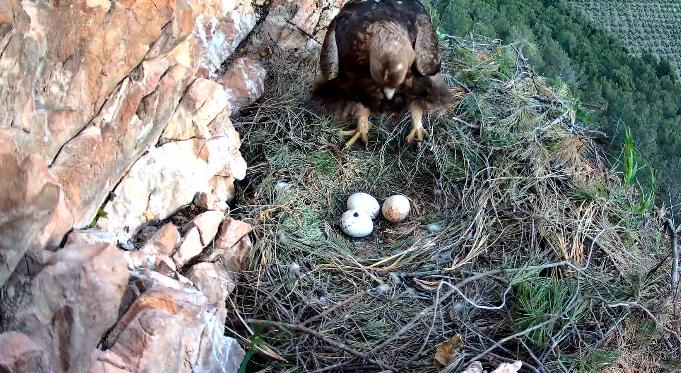 <i>Captura de imagen del nacimiento de una de las crías de águila real. / SIECE.</i>
