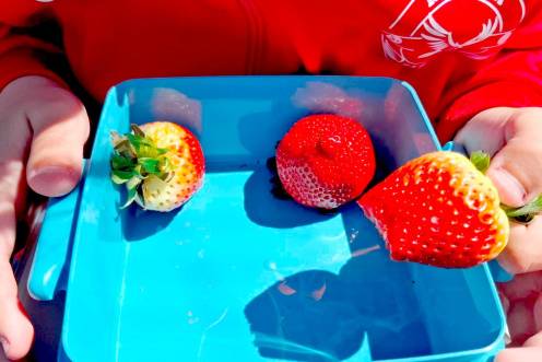 <i>Niño comiendo fresas en el colegio. / Junta de Andalucía. </i>