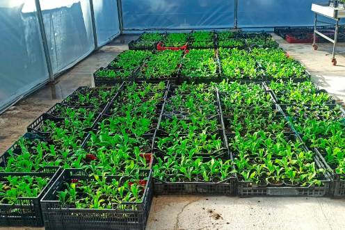 <i>Las plantas que se irán colocando en la ciudad. / Ayuntamiento de Jaén.</i>