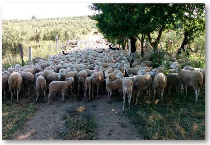 <i>Camino del “sesteo” en el Paraje de Nubla cerca del Molino de la Puente.</i>