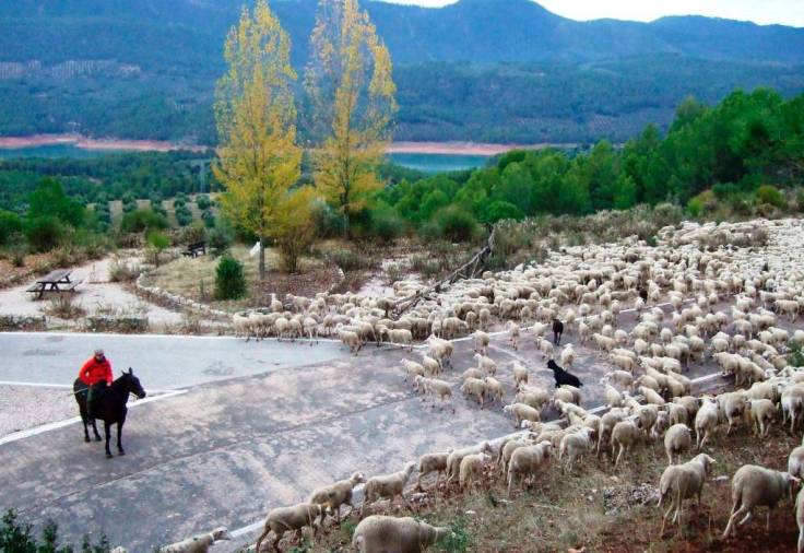 <i>Hacia el descansadero de Cañada Morales. En el hato se pueden contar las ovejas negras y los cencerros.</i>