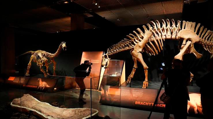 <i>Exposición “Dinosaurios de la Patagonia”. Archivo. / María José López / Europa Press.</i>