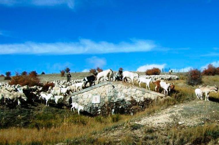 <i>Mansos, machos cabríos y negras en una fuente cerca de Don Domingo, justo en el cruce del camino que lleva a Fuente Segura.</i>