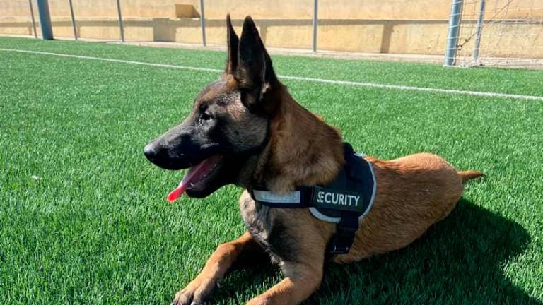 Piden ayuda para encontrar a dos perros