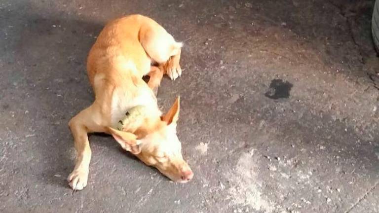 Matan de un disparo a un perro en Villacarrillo