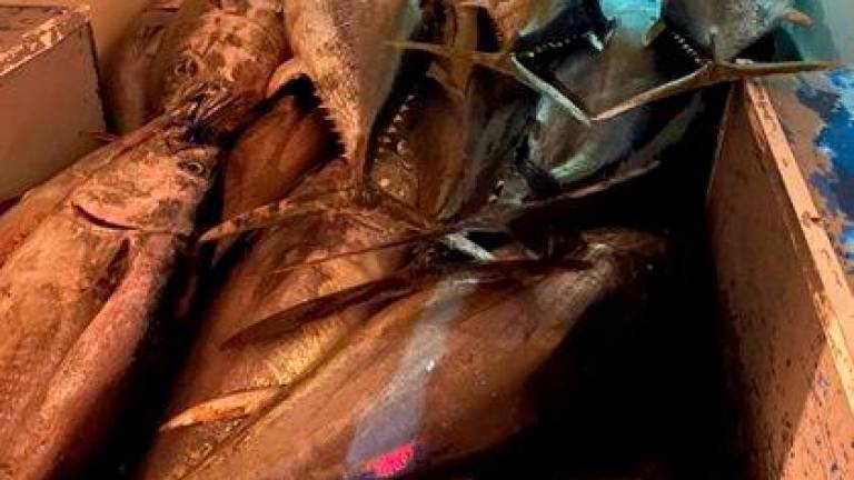 Intervenidos más de 500 kilos de atún rojo en una furgoneta que salía del puerto de Tarifa