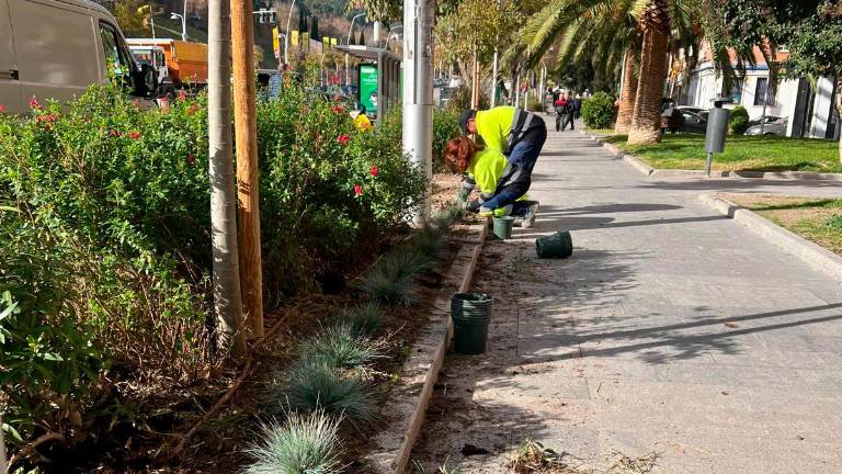 Renovación de los parterres del Gran Eje con plantas invernales