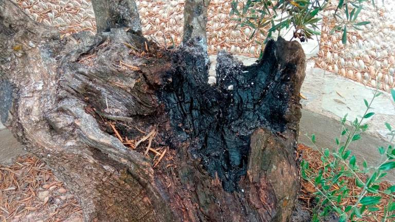 Tratan de quemar los olivos centenarios del Papa y la Virgen de la Cabeza en Carboneros