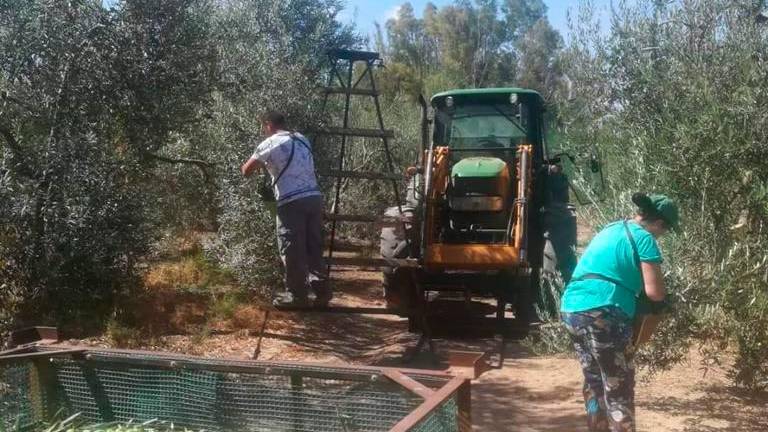 La Junta crea una normativa por el inicio de las campañas de recolección en el campo