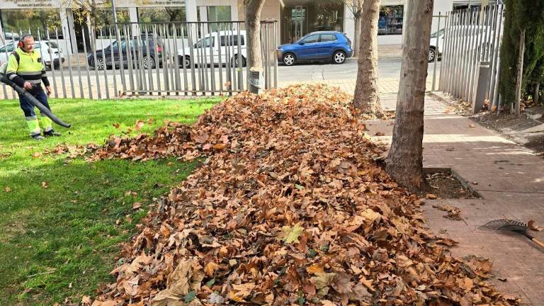El PP de la capital demanda la retirada de hojas de la vía pública para evitar riesgos