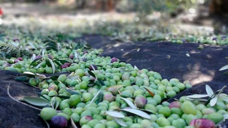 Once almazaras de Sierra Mágina elaboran su primer aceite este mes