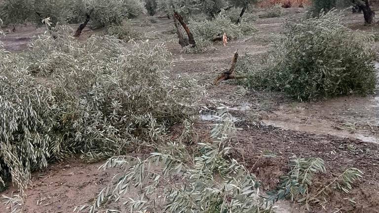 Porcuna pide hoy la declaración de zona catastrófica por el tornado