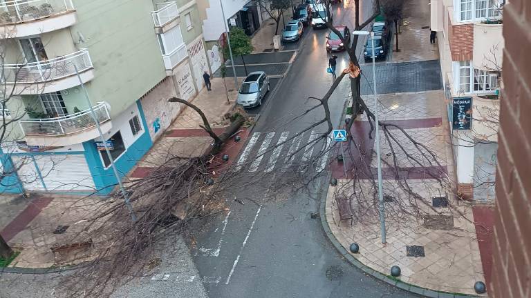 Cae un árbol en la calle Principado de Asturias por las fuertes rachas de viento