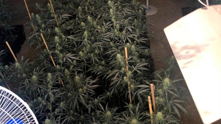 Desmantelado un laboratorio clandestino de cultivo de marihuana en Jaén