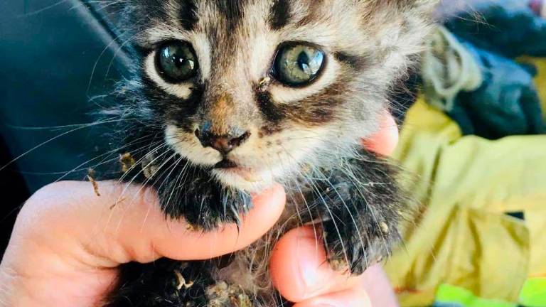 Rescatan a un gato bebé que ya tiene una familia