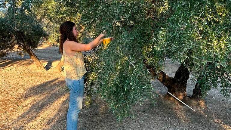 Diseño de una trampa innovadora que atrapa la mosca del olivo