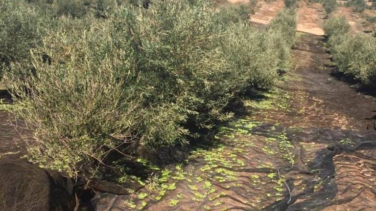 Tablas salariales en el campo con un incremento de un 1%