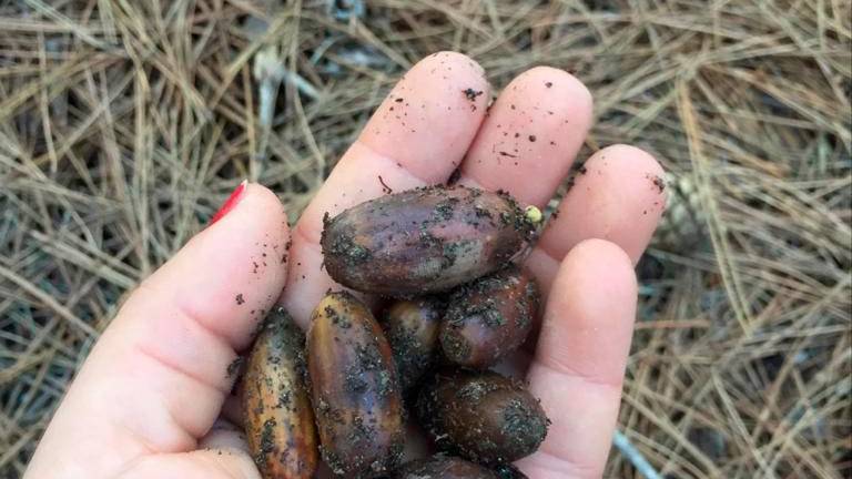 “Gran Bellotada Ibérica” hace escala en Valdepeñas de Jaén